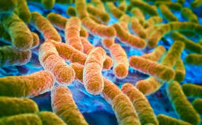 Superbug forecast: Infections will increase in US